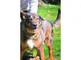 Adopt JAKE a German Shepherd Dog Alaskan Malamute