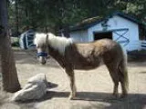 Registered Icelandic Mare for sale
