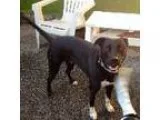 Adopt DIOGI a Labrador Retriever Border Collie