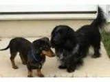 Adopt Hopps and Barley a Dachshund