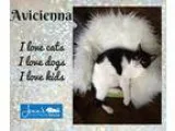 Adopt Avi a Black and White or Tuxedo Domestic Shorthair (short 