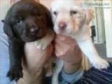 Verikolp Labrador Retriever Puppies
