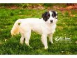Adopt Patrick a White - with Black Springer Spaniel  Cocker Span