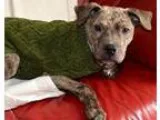 Adopt Balto a Pit Bull Terrier
