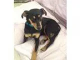 Adopt Miri a Miniature Pinscher