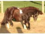 Beautiful registered flashy mini mares