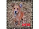 Adopt Pete a TanYellowFawn Golden Retriever  Labrador Retriever 