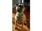 Adopt Penny a Pug Jack Russell Terrier
