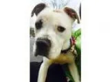 Adopt Gracie a Boxer