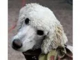 Adopt Yankee a Poodle Golden Retriever
