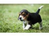 Lovey beagle puppies