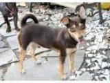 Adopt Twix a Shepherd Miniature Pinscher