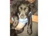 Adopt Savannah a Pit Bull Terrier