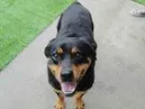 Adopt FOXIE a Rottweiler