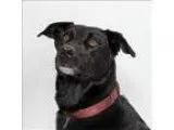 Adopt Sirius a Border Collie  Labrador Retriever  Mixed dog in S