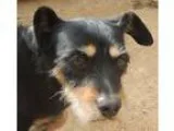 Adopt Lady a Tricolor (TanBrown and Black and White) Schnauzer (