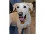Adopt Annie a Labrador Retriever
