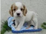 Coker spaniel puppies for sale