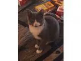 Adopt Luna a Gray or Blue (Mostly) Domestic Shorthair (short coa