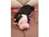 Adopt Faith a Pit Bull Terrier