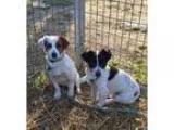 Adopt Hutch a White - with Black Jack Russell Terrier  Mixed dog