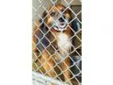 Adopt Smokey a German Shepherd Dog Chow Chow