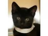 Adopt Bernie a All Black Domestic Shorthair  Mixed cat in Wichit