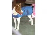 Adopt Carla a Canaan Dog