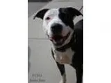 Adopt Princess a American Pit Bull Terrier  Mixed dog in Youngsv