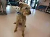 Adopt Philly a Welsh Terrier