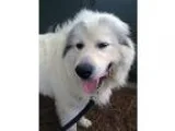 Adopt Mint a Great Pyrenees