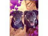 Adopt Tiffany a Black - with Tan Yellow or Fawn Rottweiler  Mixe