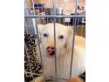 Adopt Jackson Rathbone a Spaniel