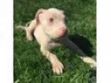 Adopt BOXER STAFFIE PUPPY a Boxer Staffordshire Bull Terrier