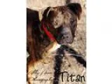 Adopt Titan a Boxer Labrador Retriever