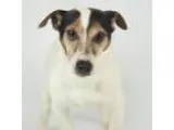 Adopt Spencer a Jack Russell Terrier