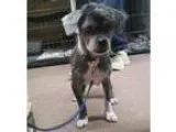 Adopt Lexie a Shih Tzu  Shih Tzu dog in Maryville TN (15295418)