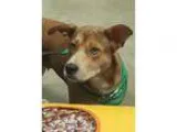 Adopt Sara a TanYellowFawn Husky  Mixed dog in Akron OH (1514902
