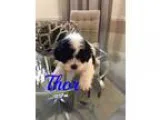 Adopt Thor a White - with Black Shih Tzu  Poodle (Toy or Tea Cup