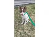 Adopt Stella - in Maine a Pit Bull Terrier