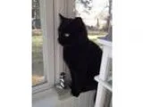 Adopt Buster a Domestic Short Hair-black