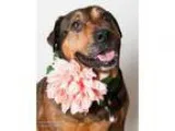 Adopt BEAR a Rottweiler Beagle