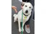 Adopt Frosty D151695 a Black Spaniel (Unknown Type)  Mixed dog i