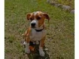 Adopt Nugget a Corgi Spaniel