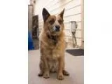 Adopt Cooper (COURTESY LISTING) a RedGoldenOrangeCh estnut Austr