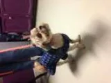 Adopt Hooti a TanYellowFawn Lhasa Apso  Mixed dog in Plano TX (1