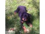 Oaklawn Service mowing landscape construction  land clearing dra