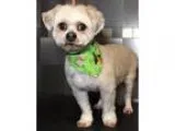 Adopt Chance a Shih Tzu Lhasa Apso