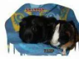 Adopt Vamp a Guinea Pig