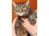 Adopt Mickey a Tan or Fawn Domestic Shorthair  Mixed cat in Wich